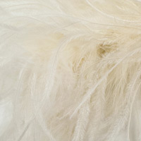 ivory ivory