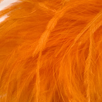 orange-509 orange-509
