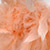 BRE-0424_Chandelle_apricose_039_50x50.jpg