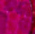 Farbpunkt holo-fuchsia